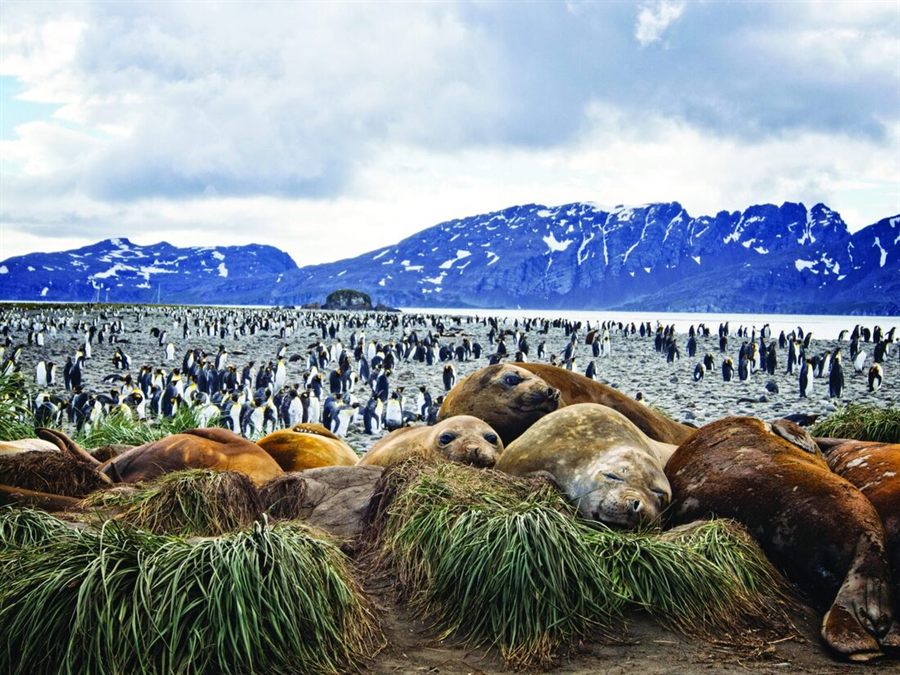 Penguin colony and seals